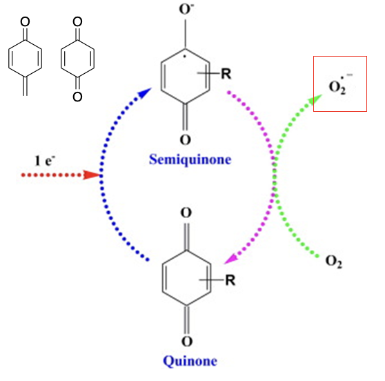 <p></p><ul><li><p style="text-align: left;"><span><span>Drugs that contain a quinone moiety can be reduced to a semi-quinone</span></span></p></li><li><p style="text-align: left;"><span><span>semi-quinone can then be re-oxidised to the quinone (oxygen is reduced)</span></span></p></li><li><p style="text-align: left;"><span><span>this second process releases superoxide (electron is released)</span></span></p></li><li><p style="text-align: left;"><span><span>molecule has an unpaired electron, which is toxic in the cellular environment</span></span></p></li><li><p style="text-align: left;"><span><span>wants to pair by reacting with DNA, proteins and lipids</span></span></p></li><li><p style="text-align: left;"><span><span>cells die by apoptosis</span></span></p></li></ul><p style="text-align: left;"><span>Other quinone-type species can behave in a similar way</span></p><p></p>