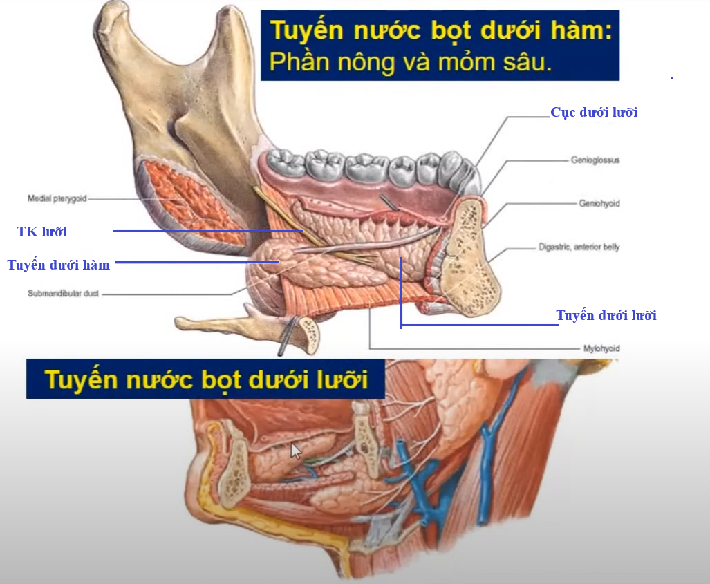 <p><span style="color: blue"><strong>Tuyến nước bọt dưới hàm</strong></span> được chia làm 2 phần nông và sâu bởi cơ nào ? </p><p><span style="color: blue"><strong>Tuyến nước bọt dưới hàm</strong></span> đổ vào ổ miệng chính qua chi tiết nào ? </p>