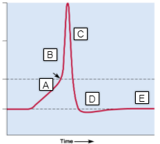 - hyperpolarization