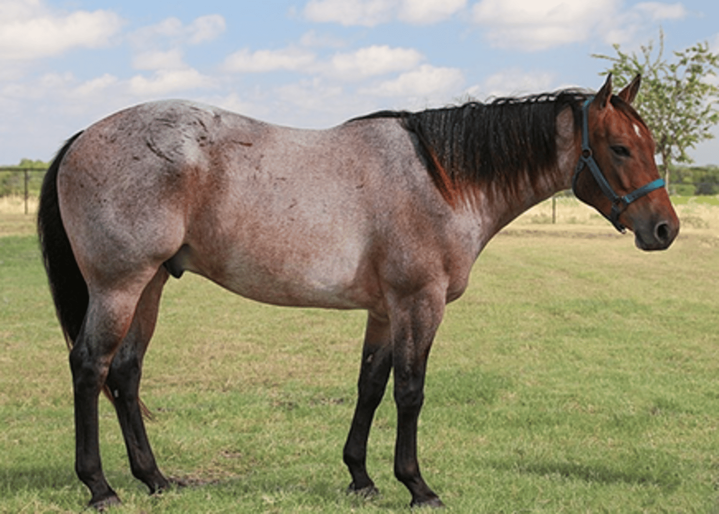 <p>type of coat color where any horse whose coat carries white hairs intermingled with on or more base colors</p>