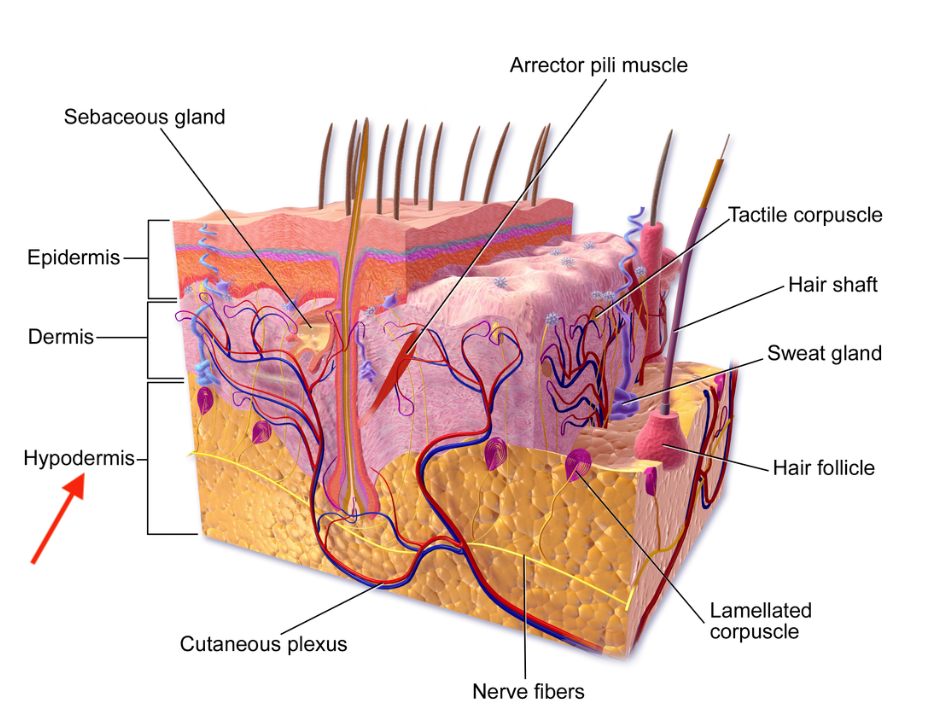 <p><span>The innermost layer of skin, storing energy, connecting the dermis layer of your skin to your muscles and bones, insulating your body, and protecting your body from harm.</span></p>