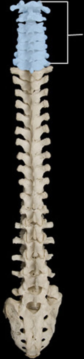 <p>first 7 vertebrae in the spine</p><p>- C1-C7</p>