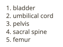 <p>c) pelvic bone</p>