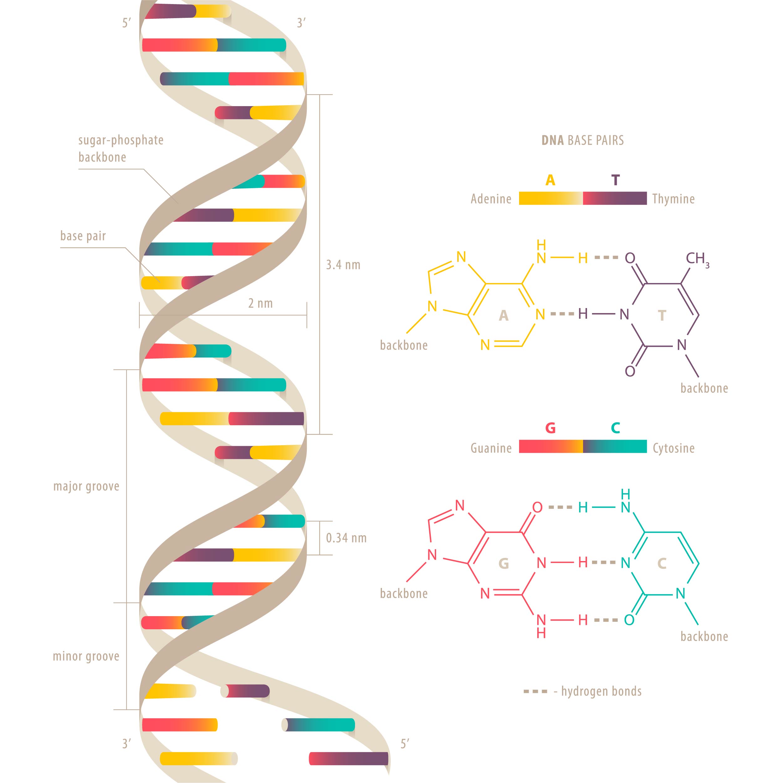 <p><span>Refers to a spiral or coiled structure</span></p>