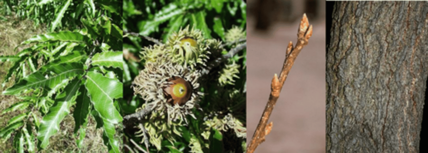 <p>Leaves: Alternate, simple, lanceolate in shape, 3-7” long, pinnately veined with a very sharply serrate margin bearing bristle-tipped teeth. Strongly resembles a Castanea leaf. </p><p>Fruit: Acorns are oval in shape. Cap covers 1/2 of nut with scales very prominently reflexed - resembles hair. Among the first acorns to ripen in the fall after two years. </p><p>Twig: Quite slender, red to gray-brown in color with multiple terminal buds; buds are gray-brown, pubescent on the bud scale edges and somewhat pyramidal. </p><p>Bark: Ridged and furrowed even when young, later deeply ridged and furrowed, somewhat corky. </p><p>Form/Silvics: A small to medium size tree that forms a dense pyramidal crown that rounds with age. Looks like: American chestnut, Chinese chestnut, American beech</p>