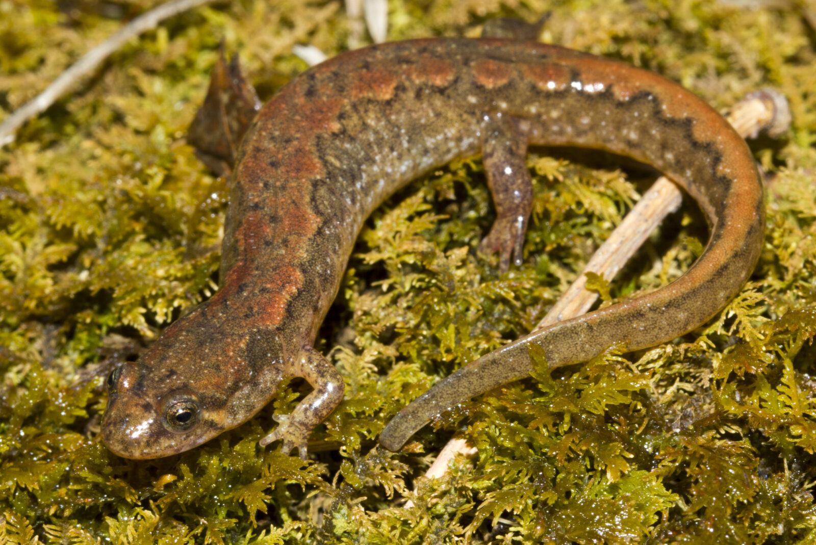 <p><span style="font-family: &quot;Times New Roman&quot;, serif">Have a slightly raised ridge along their tail and have remnants of larval dorsal spotting found in a band along the adult.</span></p>
