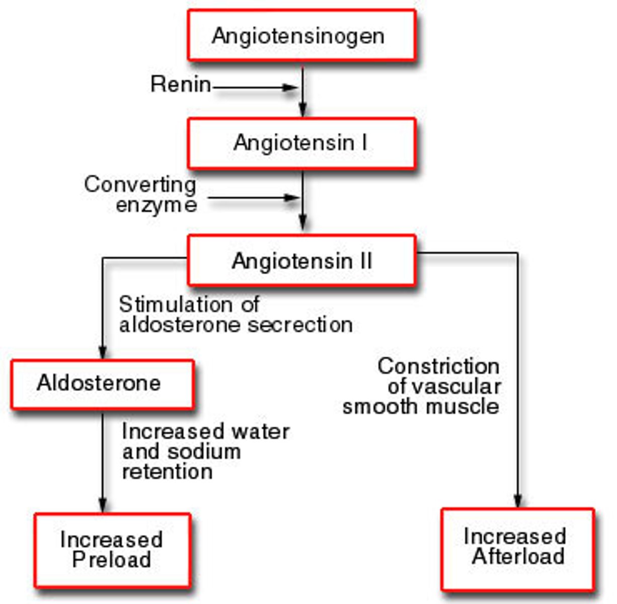 <p><strong>r</strong>enin-<strong>a</strong>ngiotensin-<strong>a</strong>ldosterone <strong>s</strong>ystem</p>