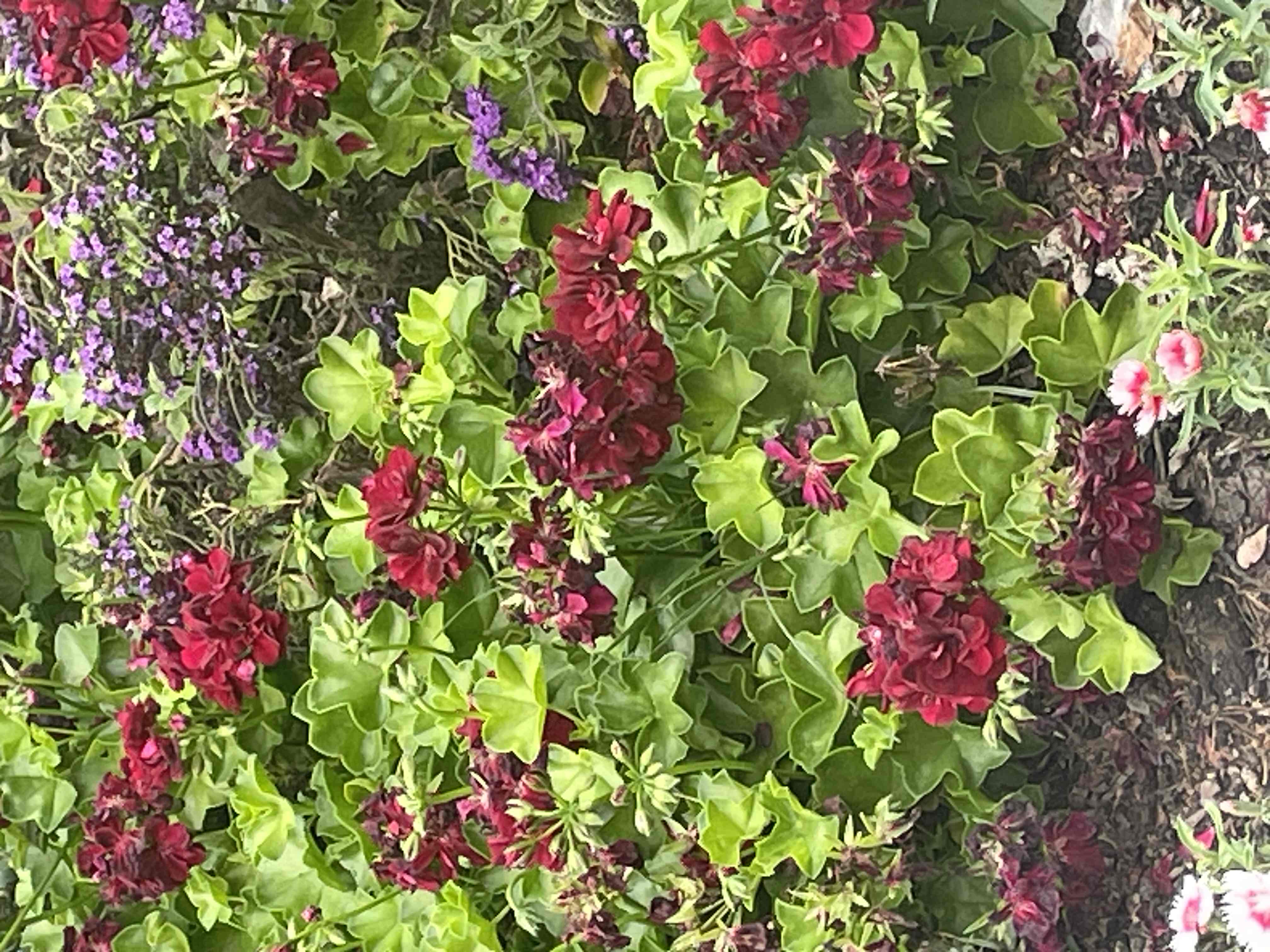 <p>Pelargonium peltatum </p>