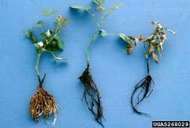 <p>&nbsp;Fungal disease causing decay of roots, leading to plant wilting, yellowing, and death.</p>