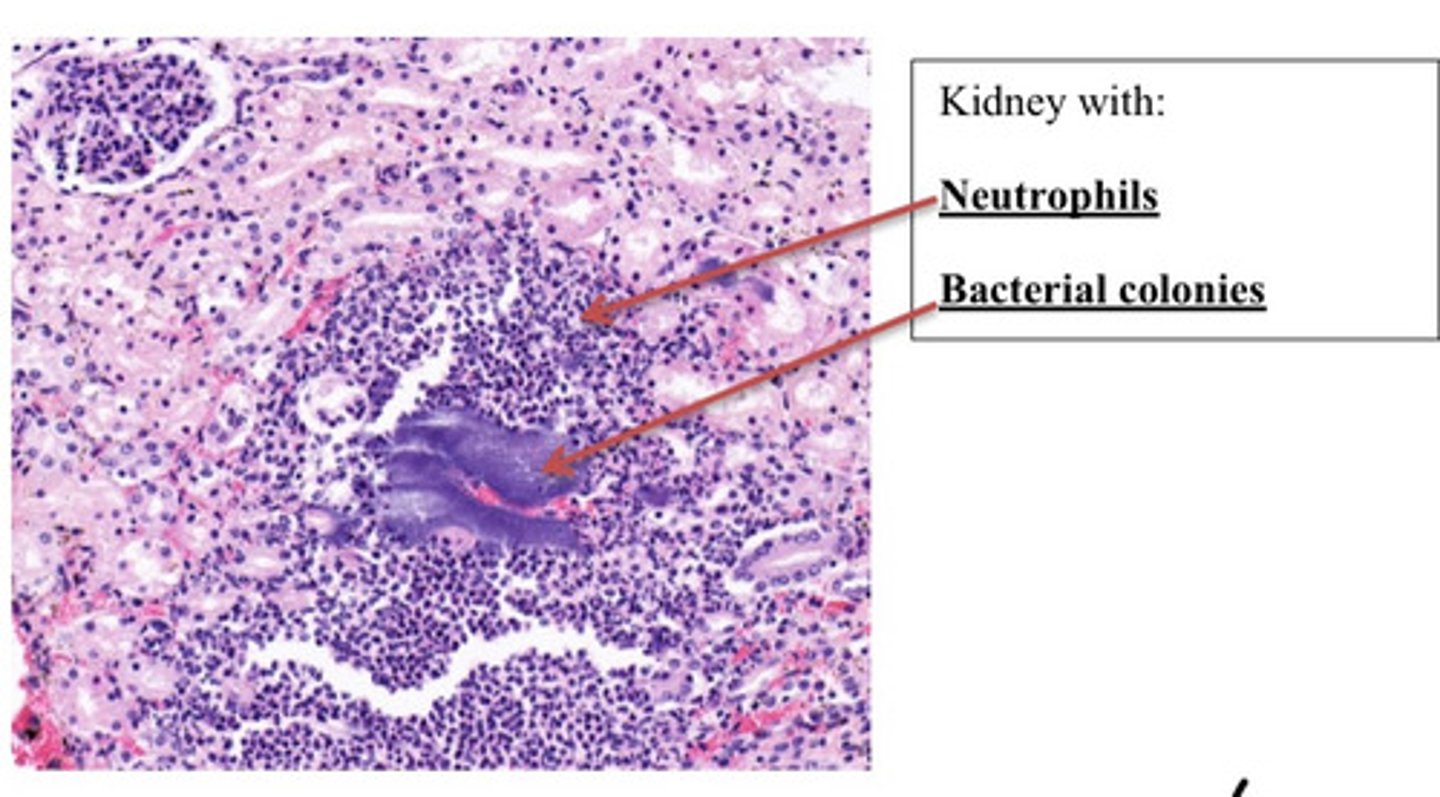 <p>Provide morphological diagnosis</p>
