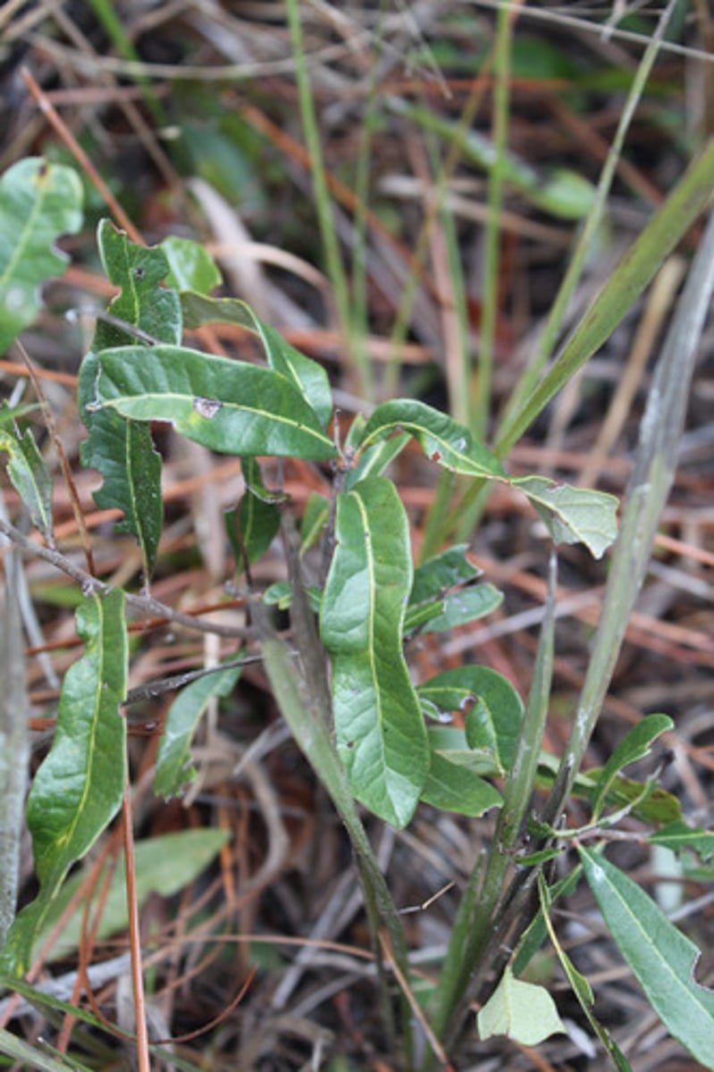 <p>what is the name of the plant pictured here?</p>