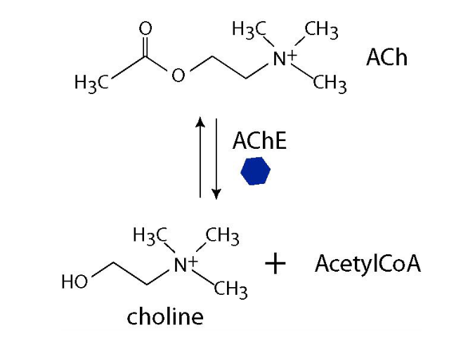 <p>ACH-esterase</p>