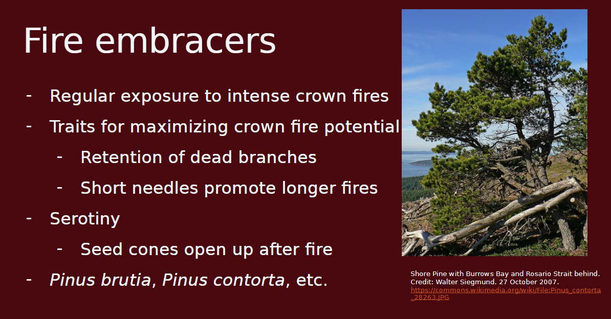 <p>-experience regular exposure to intense crown fires</p><p>-serotiny: seed cones open up after fire</p><p>-traits for maximizing crown fire potential: retention of dead branches and short needles that promote longer fires</p><p>-lodgepole pines </p>