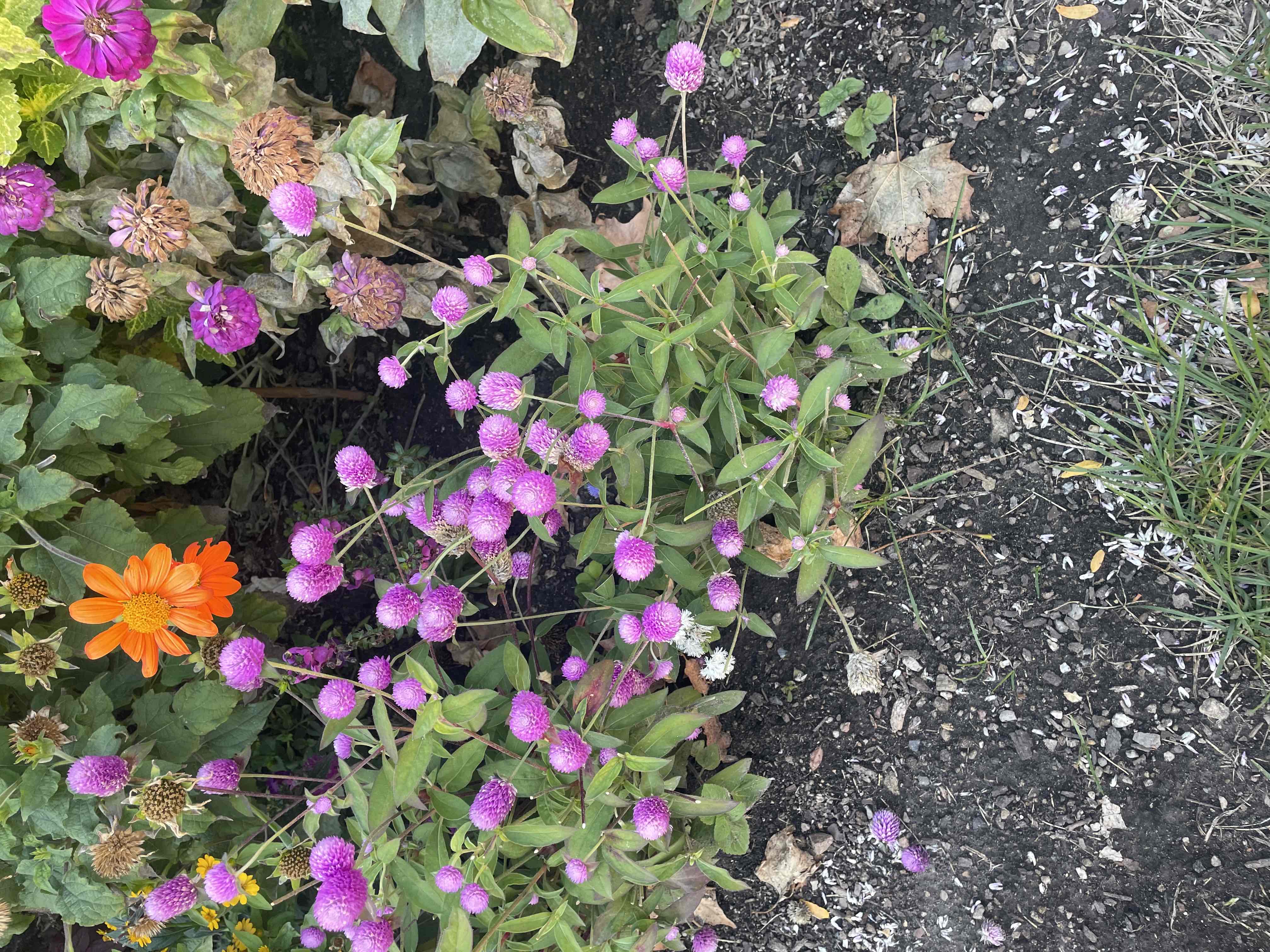 <p>Gomphrena globosa</p>