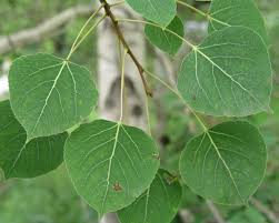 <p>quaking aspen</p>