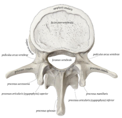 <p>Isvardinti slankstelio dalis</p>