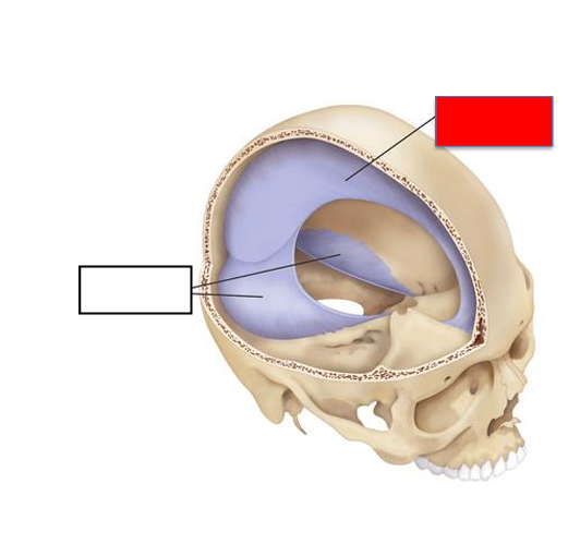 <p>falx cerebelli, tentorium cerebelli, falx cerebri, or dura?</p>