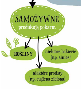 <p>Organizmy samożywne</p>