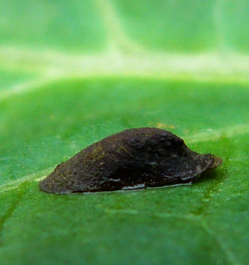 <p>Kmeň: Mollusca (mäkýše)<br>Trieda: Gastropoda (ulitníky)<br>Skupina: Pulmonata (pľúcnatce)</p>