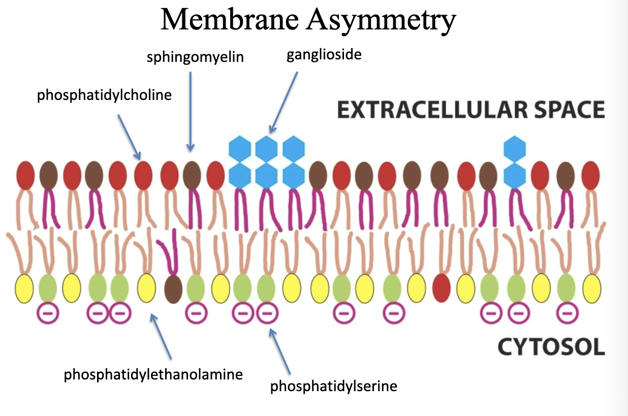 <p>The ganglioside is exclusive to the outer leaflet, whereas the phosphatidylserine is exclusive to the inner leaflet! </p><p>Voltage can be created on the inner leaflet to do work. ATP is used to maintain asymmetry.<br><br>Cell death can be signaled by asymmetry of the cell (phosphatidylserine on the outer leaflet).</p>