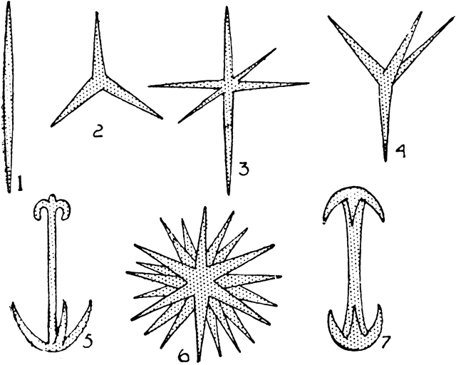 <p>Domain: Eukaryota </p><p>Kingdom: Animalia </p><p>sponge spicules</p>