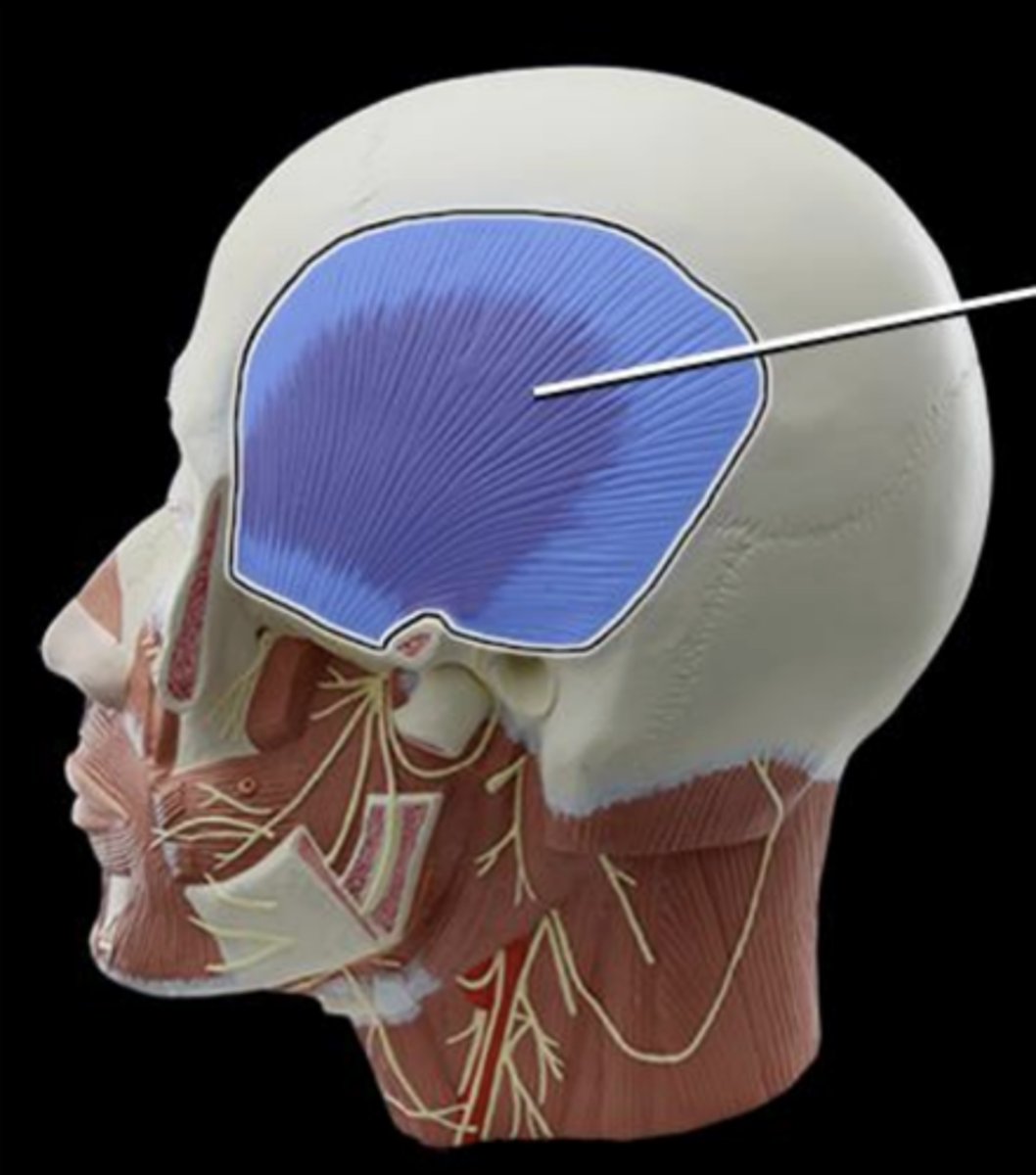 <p>action of temporalis</p>