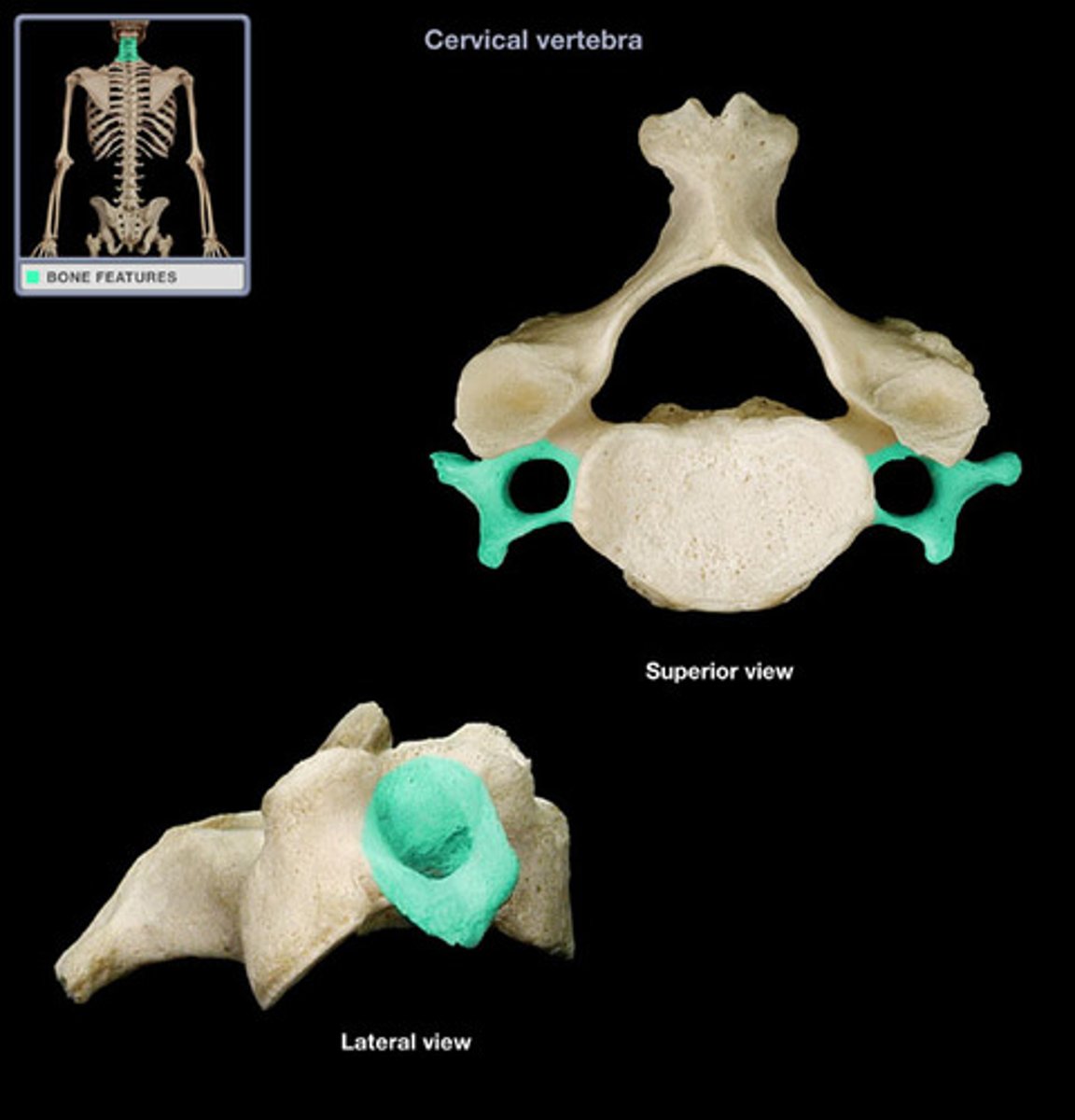 <p>What is the purpose of the anterior and posterior tubercle on the cervical vertebrae?</p>