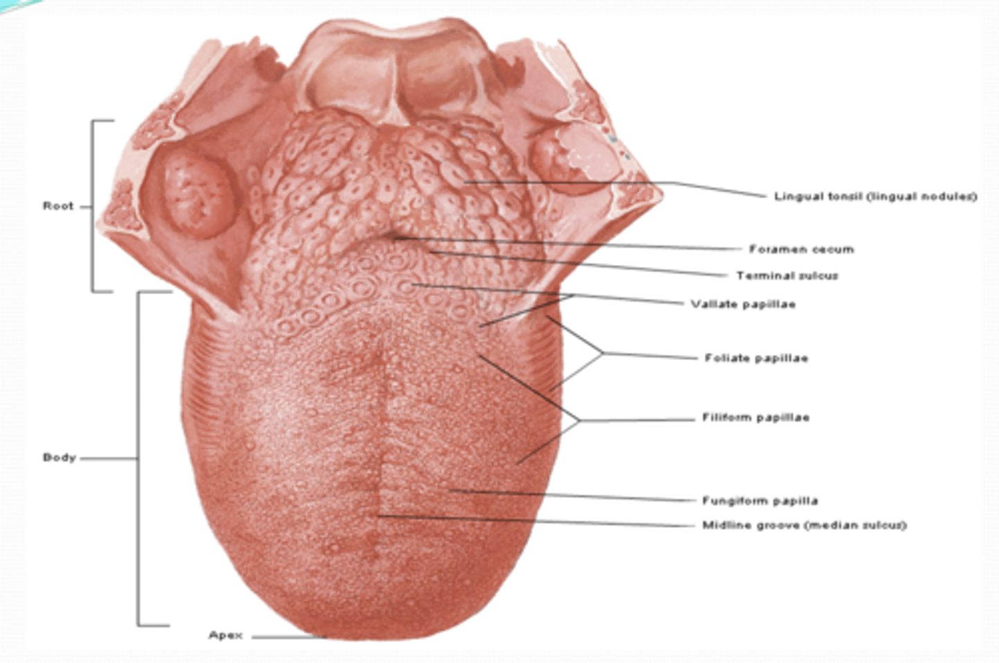 <p>dorsum: (superior surface) terminal sulcus, foramen cecum, midline groove, lingual papillae, vallate, foliate, filiform, fungiform, lingual tonsil</p><p>inferior: frenulum, sublingual caruncle (papilla), sublingual folds</p>
