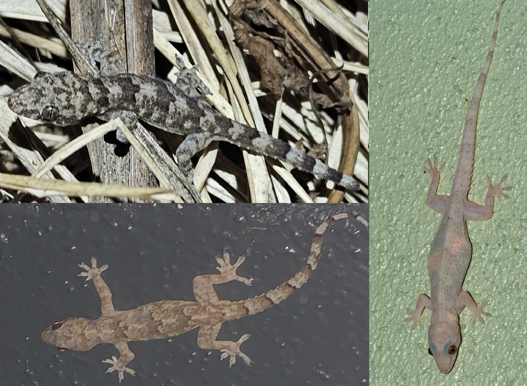 <p>West African House Gecko, native to sub-Saharan Africa, live throughout FL, no tail fringe</p>