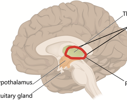<p>Part of diencephalon. The key relay station for ALL sensory information which is then shared with the appropriate brain parts. It is a key link between the cerebrym (specifically the cortex and basal nuclei) and the cerebellum.</p>