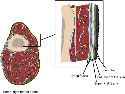 <p>connective and adipose tissue; storage, insulation, and protection; type of connective tissue</p><p>found directly under the skin and superficial adipose layers. It can show stratification both grossly and microscopically. Traditionally, it is described as being made up of membranous layers with loosely packed interwoven collagen and elastic fibers</p>