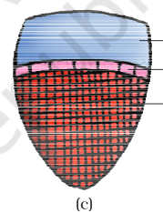 <p>type of vascular bundle</p>