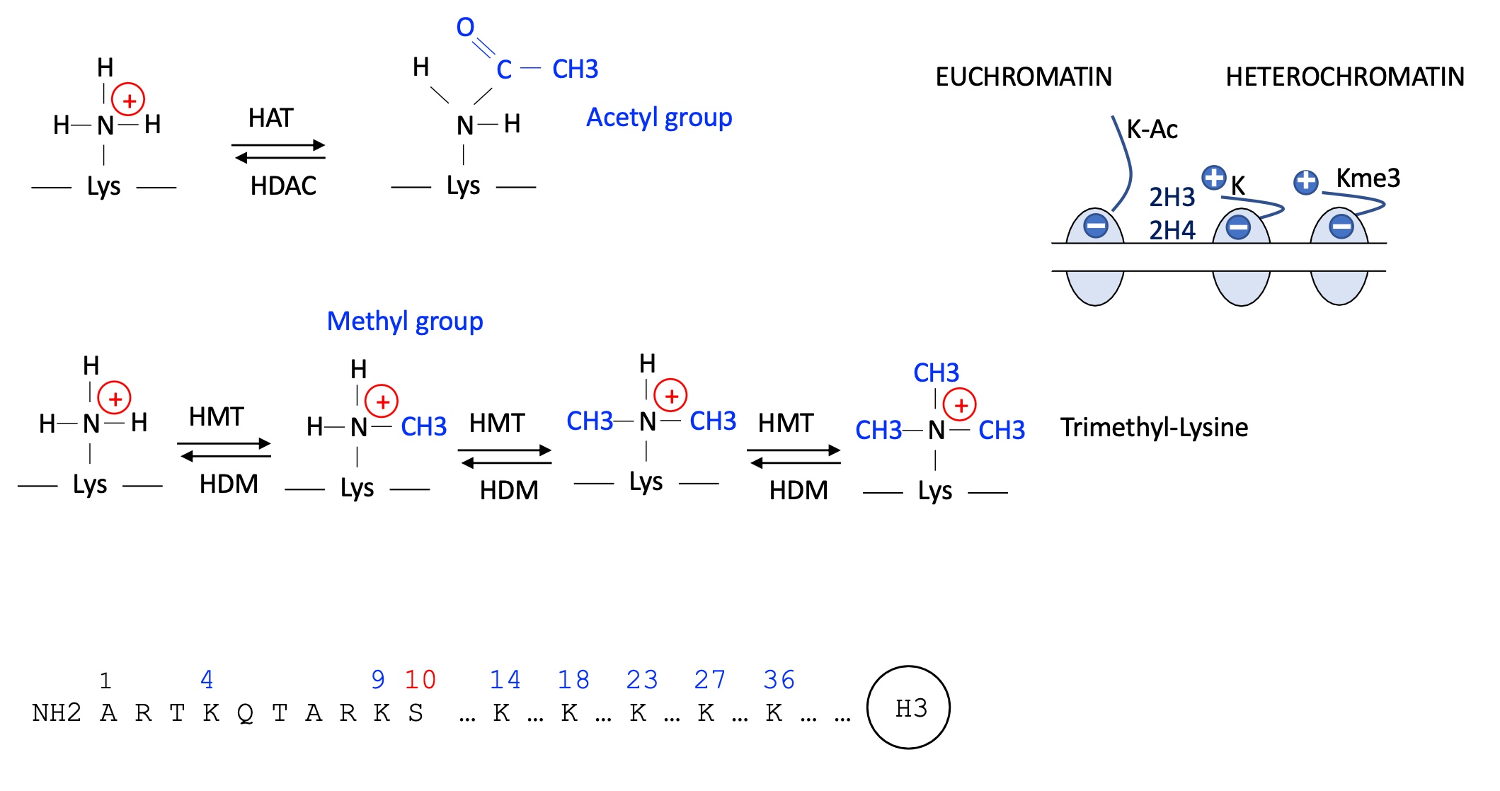 <p>1.4.2 how does acetylation and methylation on Lysine of stone tail affect transcriptional activity </p>