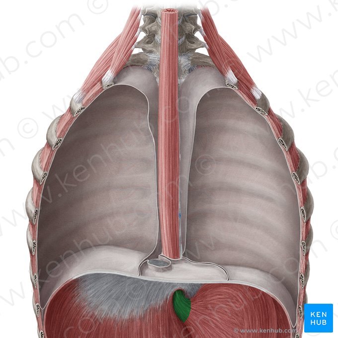 <p>Is the abdominal esophagus intraperitoneal or retroperitoneal? </p>