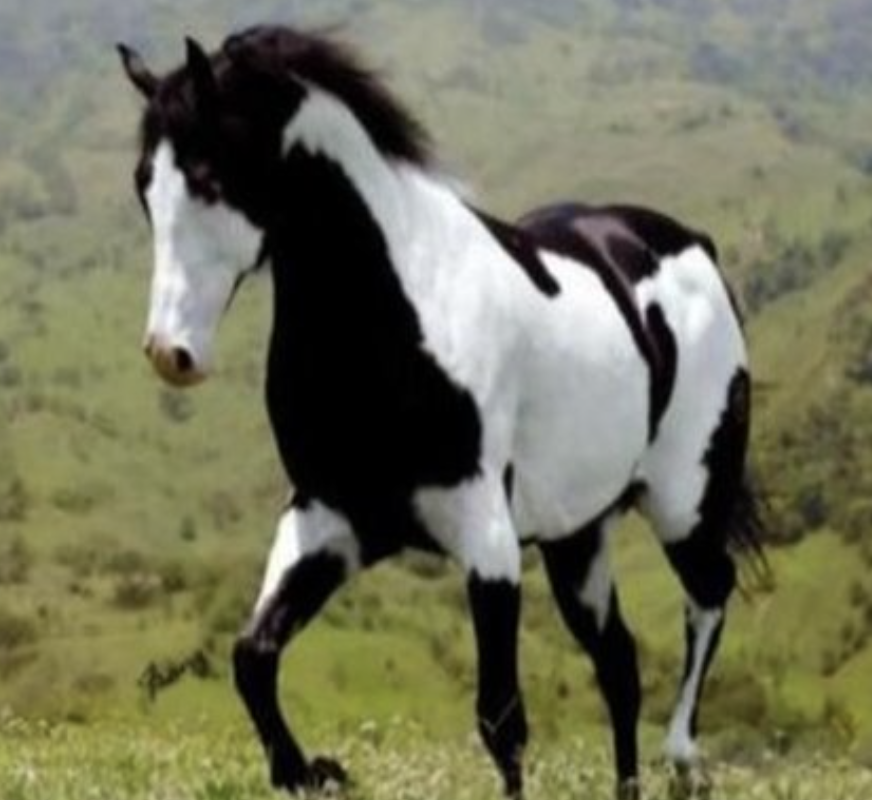 <ul><li><p>combines both the conformational characteristics of a western stock horse with a pinto spotting pattern of white and dark colors</p></li><li><p>highly valued for its color and markings</p></li><li><p>unique refinement and intelligent</p></li></ul><p></p><p></p>