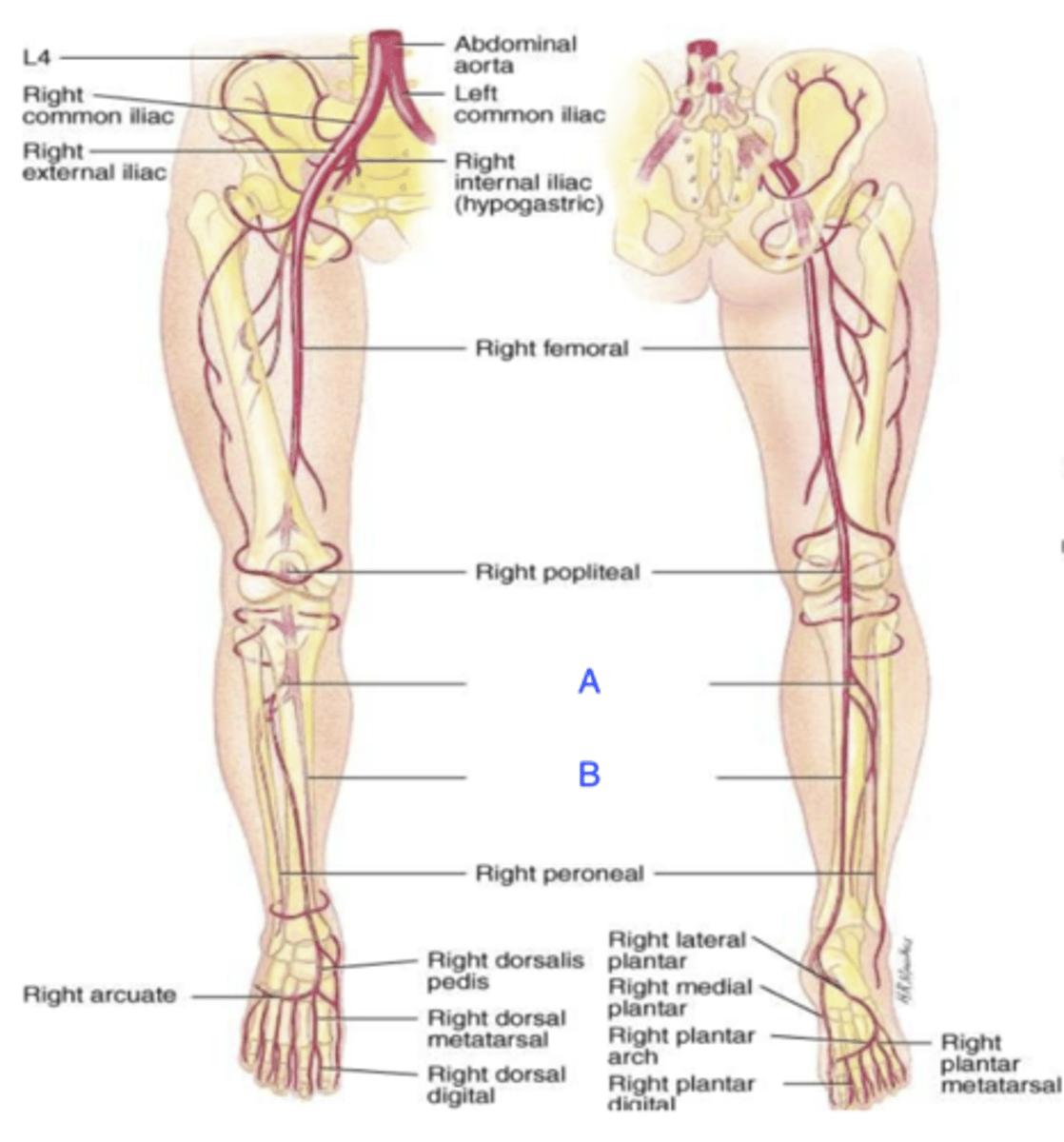 <p>Posterior tibial Artery</p>