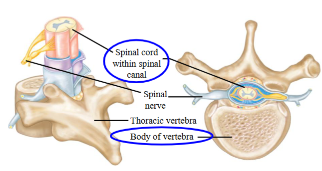 <ul><li><p>The body of the vertebra is the load-bearing structure of the spinal column. </p></li></ul><p></p>