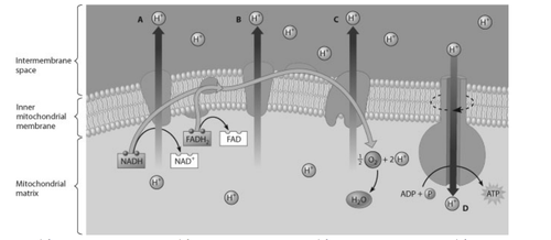 Which H+ has just passed through the inner mitochondrial membrane by facilitated diffusion?
