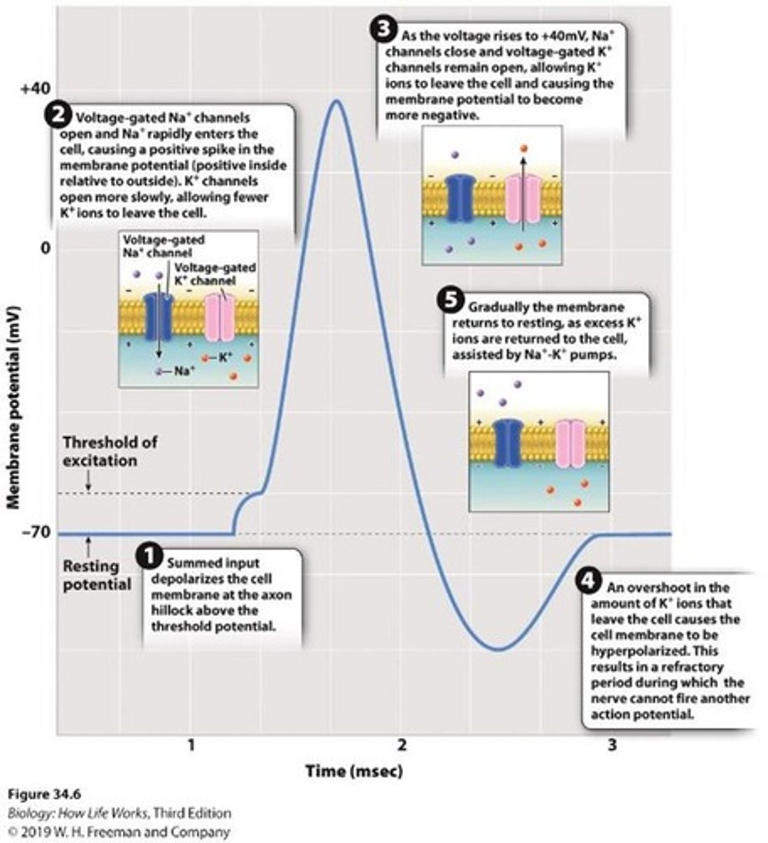 <p>A sudden, large transient reversal in membrane potential used to send signals to other neurons or cells.</p>