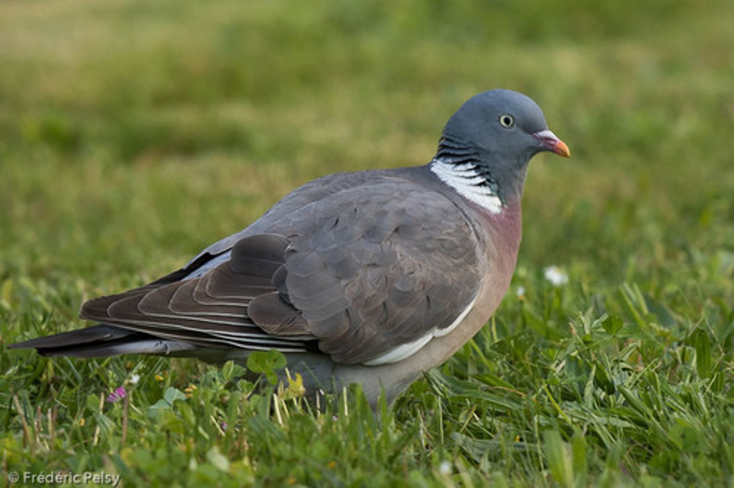 <p>un pigeon (wood pigeon, FM 116)</p>