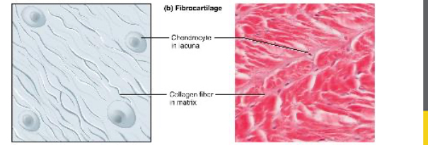 <p>Provides some compressibility &amp; can absorb pressure.</p>