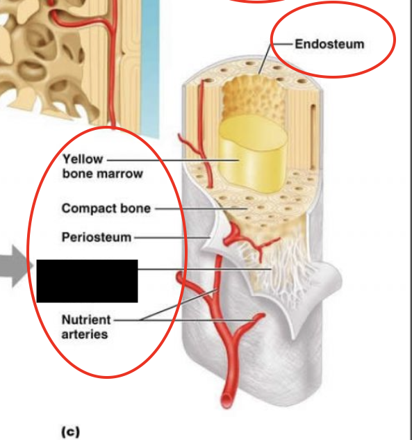 <p>this is a structure of a long bone (humerus), what is this part called?</p>