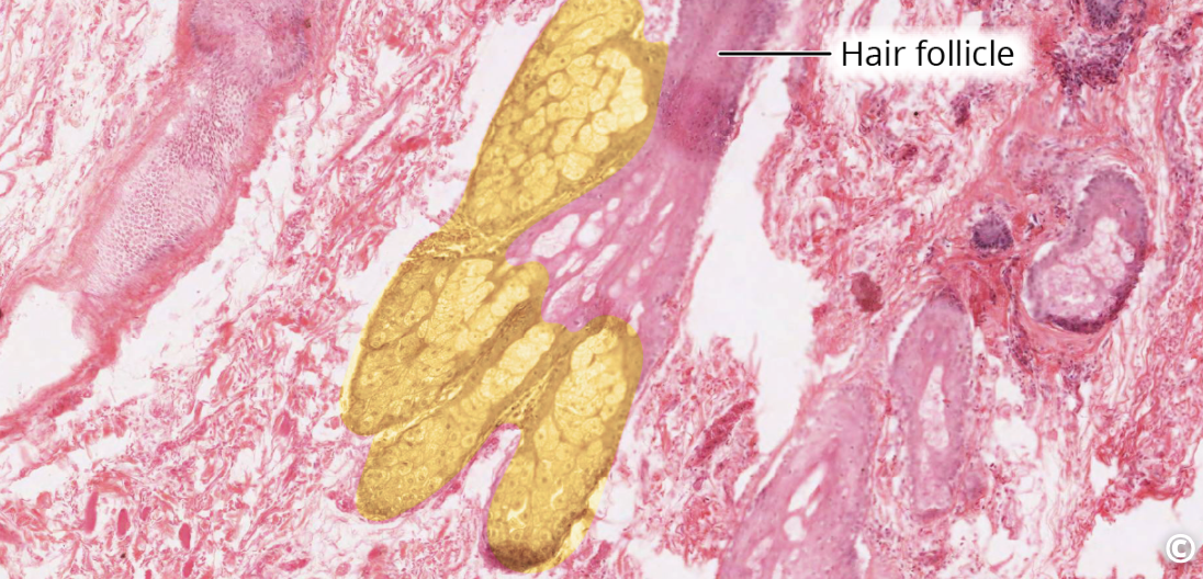 <p>identify the structure</p>