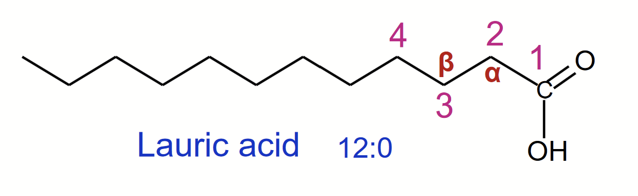 <p>The <strong>simplest type</strong> of <strong>lipid</strong>. Free forms present are only found in trace quantities. Building block of many complex lipids. Central intermediates in metabolism.</p><p>Carboxylic acids (based on pK<sub>a</sub> and pH, could be carboxylate, especially if it’s in free form) with hydrocarbon chains ranging from 4-36 carbons.</p><p><u>No double bonds</u> between carbons in the chain are described as <strong>saturated</strong>.</p><p><u>One </u>(monounsaturated) <u>or more </u>(polyunsaturated) <u>double bonds</u> (triple bonds are not common) in the chain are called <strong>unsaturated</strong>.</p><p>When naming, #1 is assigned to the carbonyl carbon (C-1) and the alpha to the carbon next to it.</p>