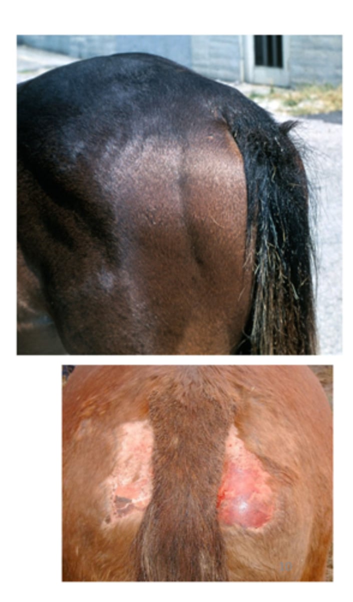 <p>Oxyuris equi</p>