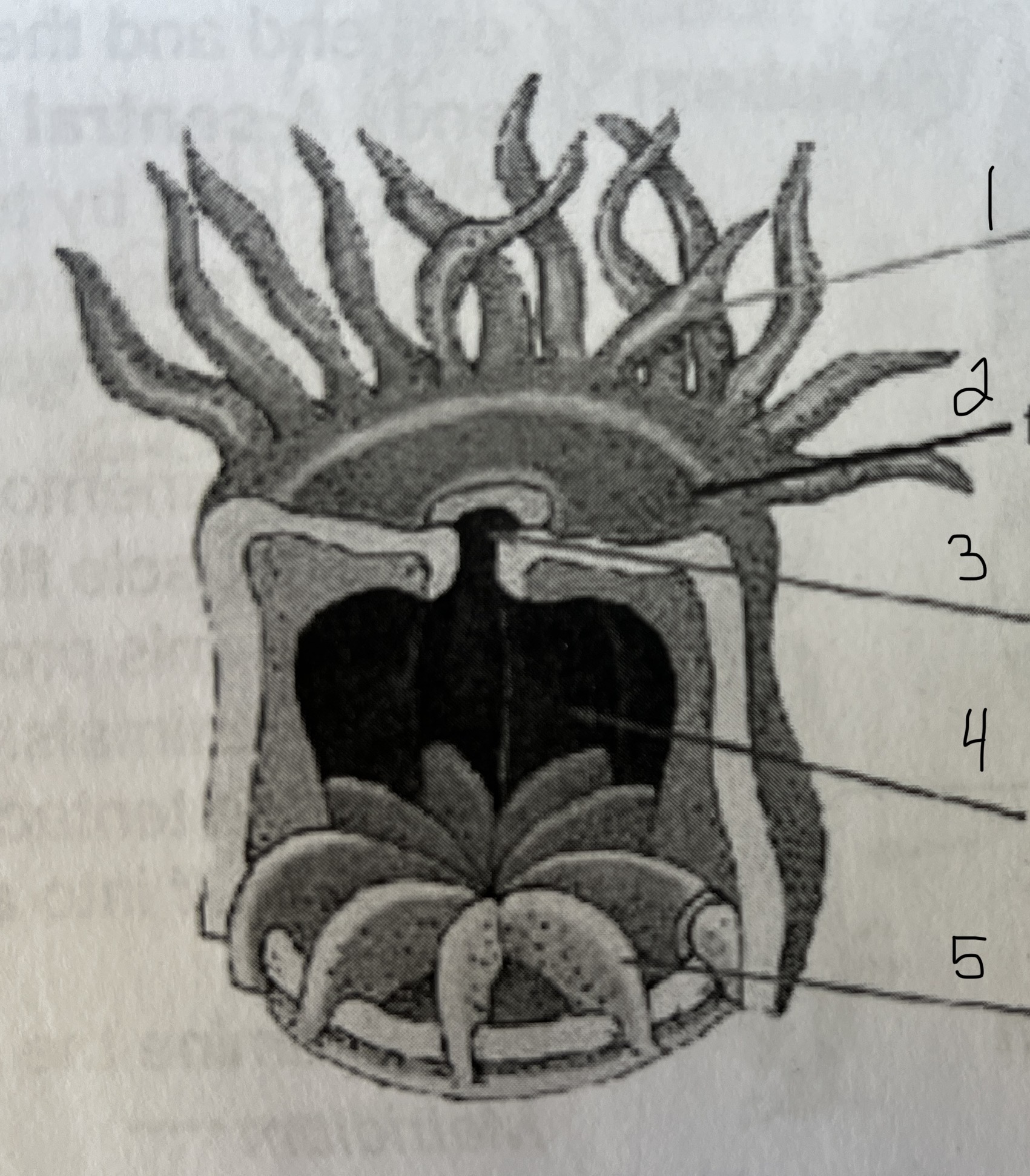 3 generalized coral polyp