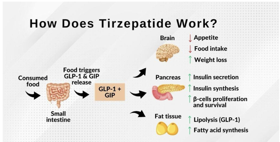 <p>When food is consumed, it will enter the small intestine and trigger GLP-1 and GIP release leading to effects on the brain, pancreas, and fat tissue&nbsp;</p>
