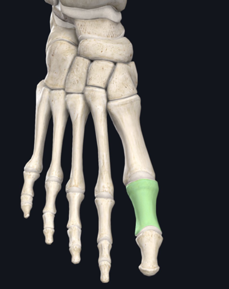 <p>Name this part of the phalange</p>
