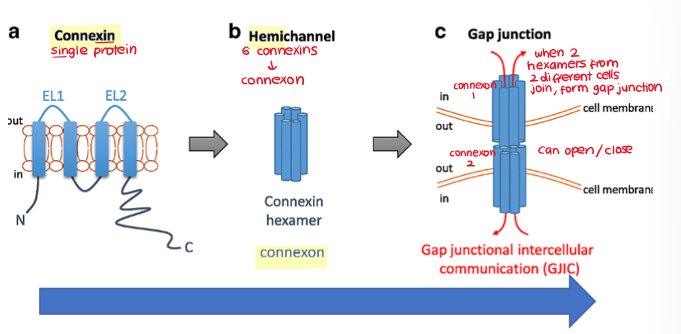 <ul><li><p>4 transmembrane proteins → CONNEXIN</p></li><li><p>6 connexins → CONNEXON (hemi junction)</p></li><li><p>2 connexons → GAP JUNCTION </p></li></ul>