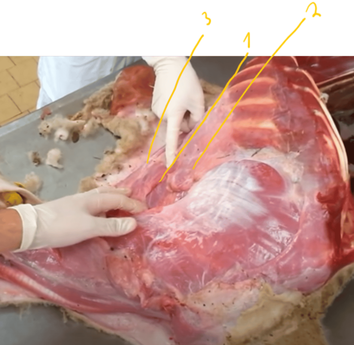<p>identify structures.</p>